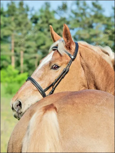 Et celle là, quelle est-elle ?