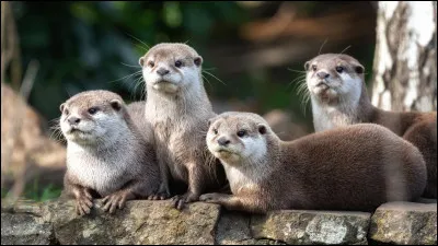 Quel est cet animal ?