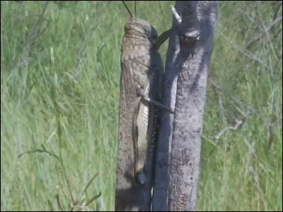 Quel est cet animal ?