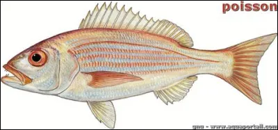 Ton poisson préféré est le...