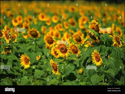 Que fais-tu si un guerrier meurt pendant tes soins ?