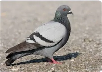 Vous êtes arrivé à la dernière question ! Quel est cet oiseau ?