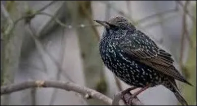 Quel est cet oiseau, parfois considéré comme nuisible, vivant en grandes colonies de parfois plusieurs centaines d'individus ?