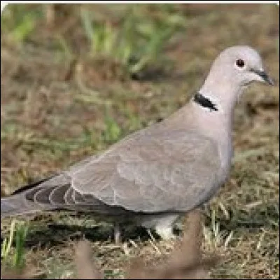 Quel est cet oiseau ?