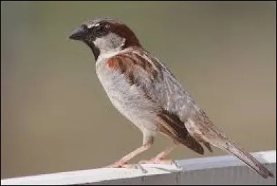 Je suis vulgairement appelé "piaf". Je suis présent quasi partout et niche aussi bien dans un trou d'un mur que dans un bâtiment.