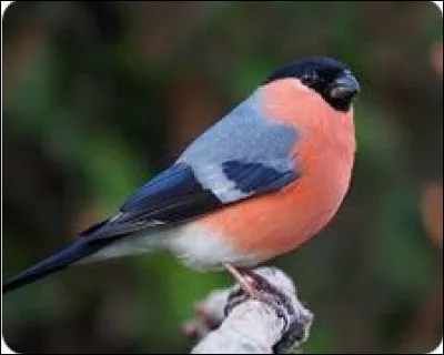 On continue ? Quel est cet oiseau faisant partie des 10 oiseaux les plus beaux ?