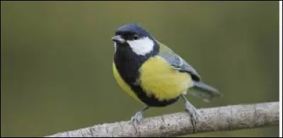 Quel est cet oiseau au chant de deux syllabes ("tita-tita-tita-tita" ou "titi-tu-titi-tu-titi-tu-titi"), et un trait noir le long de son torse ?