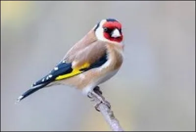 Quel est ce magnifique oiseau qui, autrefois, était piégé et capturé pour son magnifique chant ?