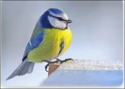 Quel est cet oiseau bleu ?