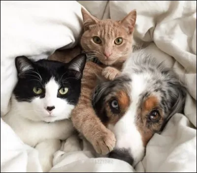 Lequel de ces trois romans parle d'une histoire d'amour ?