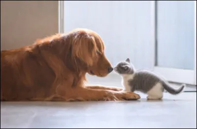 Dans ce film, une petite fille fait la rencontre d'un animal sauvage, ces moments de tendresse vont durablement changer sa vie et lui montrer la nature sous un autre angle !