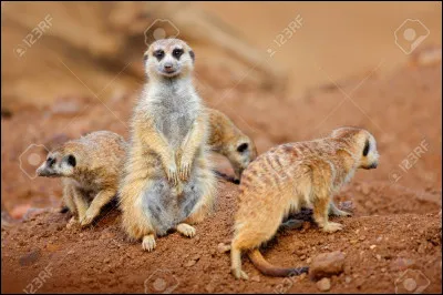 De quelle famille d�animaux veux-tu qu�il soit ?