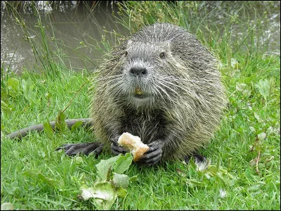 "Le cocher du Boiron" est un livre de...