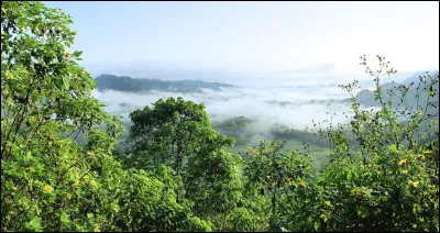 Quelle est la plus grande forêt tropicale du monde ?