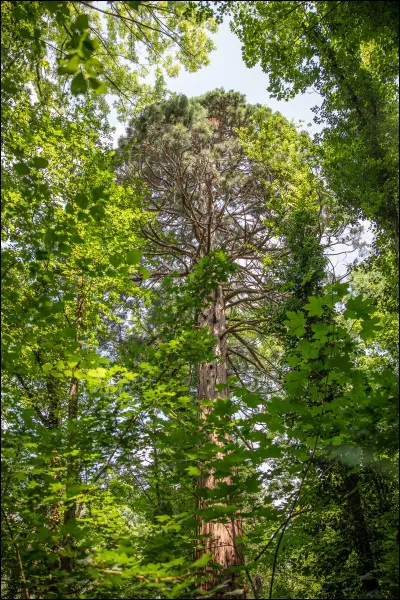 Comment appelle-t-on les arbres géants emblématiques des forêts californiennes ?