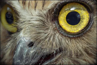 Quel animal nocturne est souvent considéré comme le "gardien de la forêt" dans les contes ?