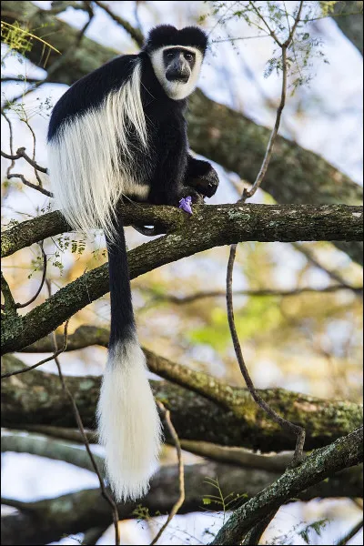 Animaux : Comment s'appelle ce singe africain à la fourrure noire et blanche et à la longue queue se terminant en panache ?
