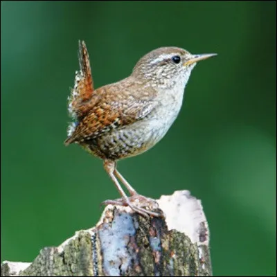 Quel est le nom de ce passereau "mignon", lun des plus petits oiseaux dEurope ?