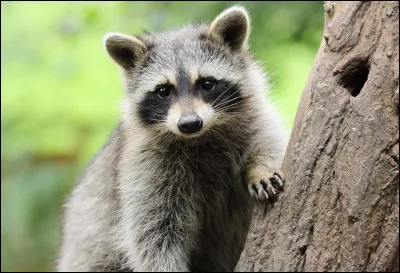 Quel est cet animal ?