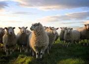 Quiz Quiz sur les moutons