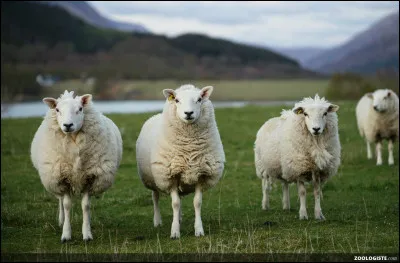 Alors pour commencer, quel est le nom scientifique du mouton ?