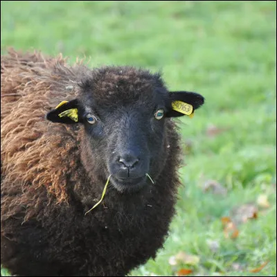 Quelle est son espérance de vie ?