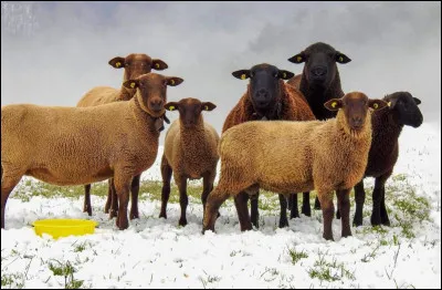 Quelle est la nourriture principale du mouton ?