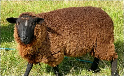 Combien y a-t-il de moutons en France ?