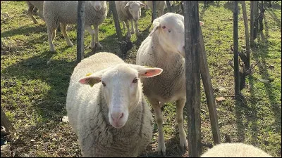 Quel est le poids du mouton ?