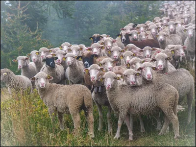 Pour finir, comment appelle-t-on un groupe de moutons ?