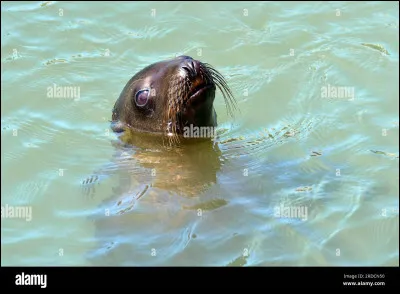 Quel est cet animal ?