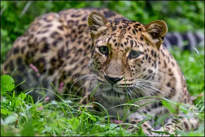 Quel est cet animal ?