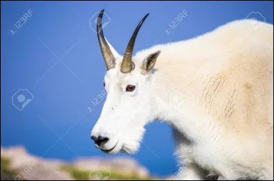 Quel est cet animal ?