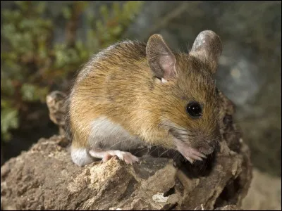 Quel est cet animal ?