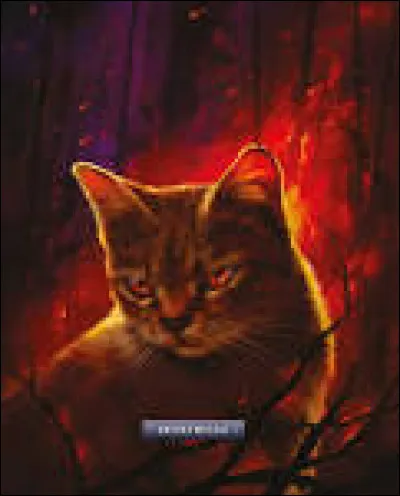 Quel est le nom de chaton d'Étoile brisée ?