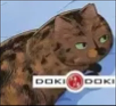 "Chat des rues" : 
Comment s'appelle ce chat ?