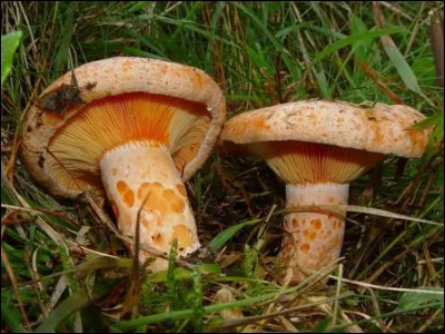 Que sont ces champignons ?