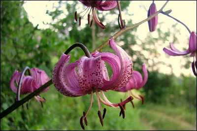 Quelle est cette fleur ?