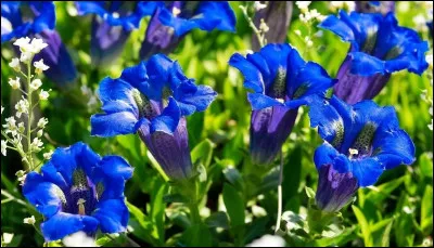Que sont ces très belles fleurs de montagne ?
