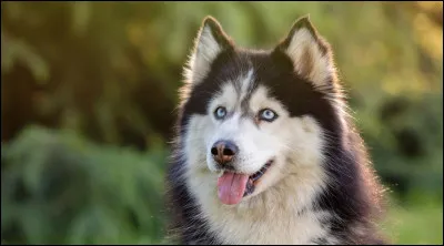 Quelle est cette race de chien qui ressemble beaucoup au loup (c'est normal, c'est son anc&ecirc;tre) et qui est originaire de la Sib&eacute;rie orientale ?