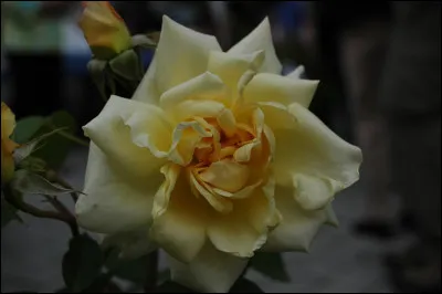 Laquelle de ces stars de cinéma a donné son nom à une rose ?