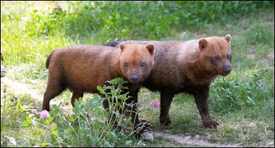Quel canidé pouvez-vous rencontrer dans la forêt amazonienne ?