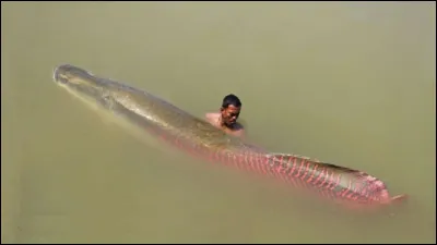 En péchant dans les eaux amazoniennes, voici à quoi vous pouvez vous mesurer !