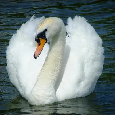 De quelle couleur est ce cygne ?