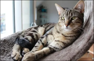 Qui est le/la premier/ère apprenti(e) dÉtoile de Feu ?