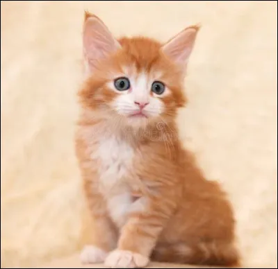 Lequel de ces chats nexiste pas dans le premier cycle ?