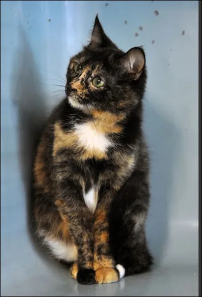 Lequel de ces tomes nexiste pas dans le premier cycle ?