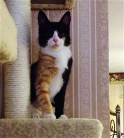 Qui sont les parents de Plume Grise ?