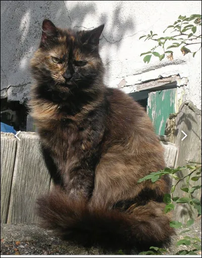 Quel chat est mort en premier parmi ceux-là ?