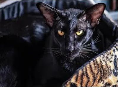 L'Oriental est un chat reconnaissable par son nez très long et ses très grandes oreilles.